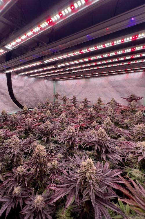 Gorilla Runtz. Week 9