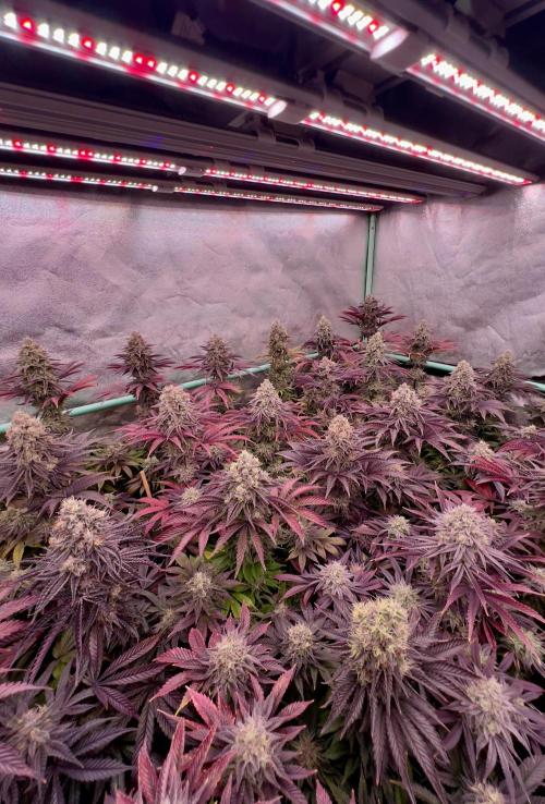 Gorilla Runtz. Week 9