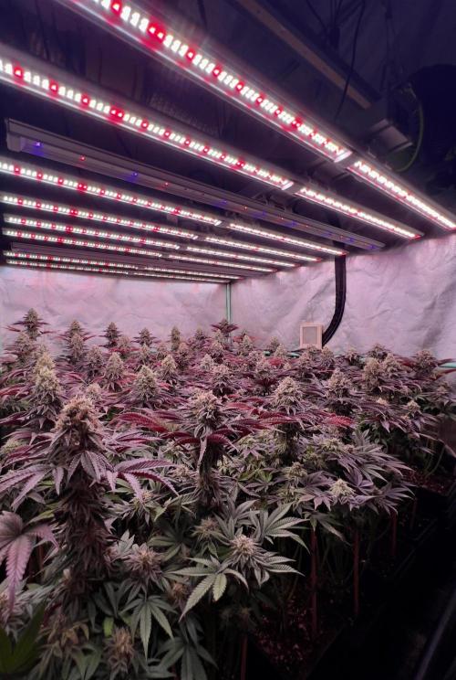 Gorilla Runtz. Week 9