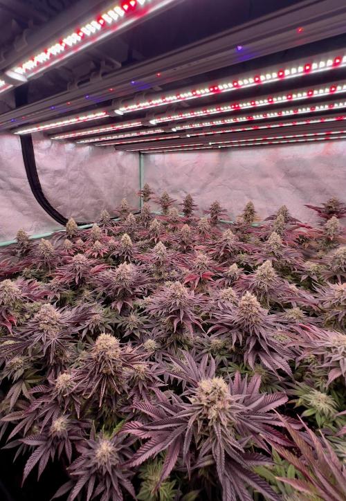 Gorilla Runtz. Week 9