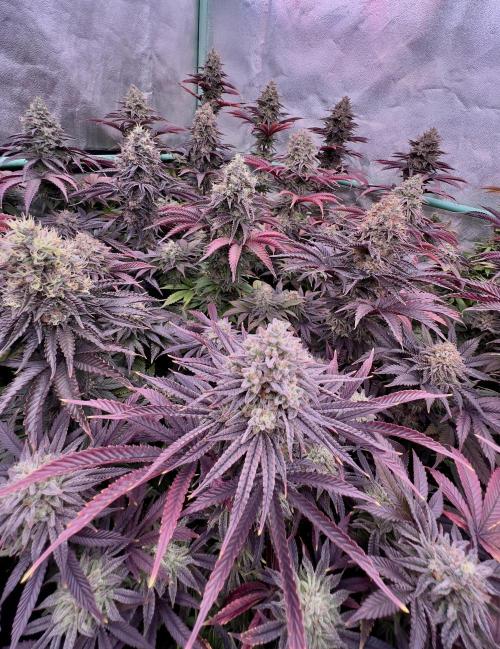 Gorilla Runtz. Week 9