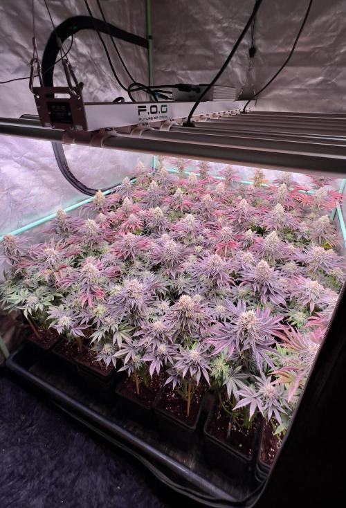 Gorilla Runtz. Week 9
