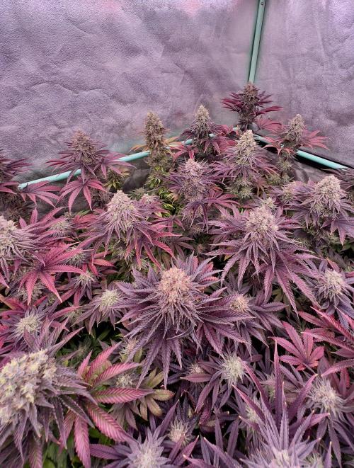 Gorilla Runtz. Week 9