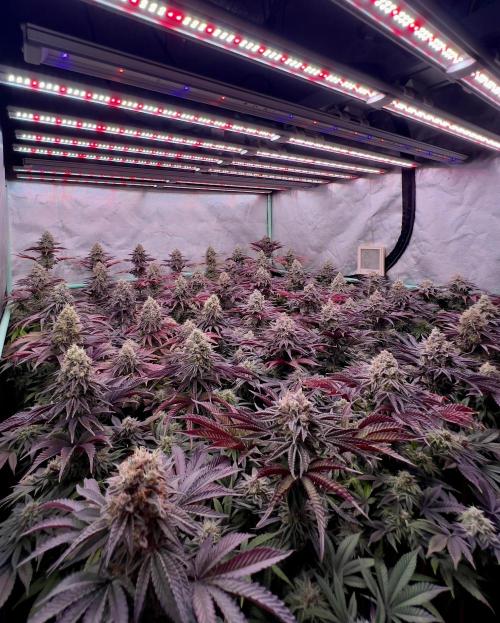 Gorilla Runtz. Week 9