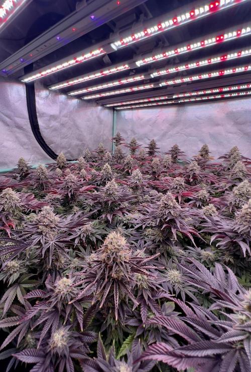 Gorilla Runtz. Week 9