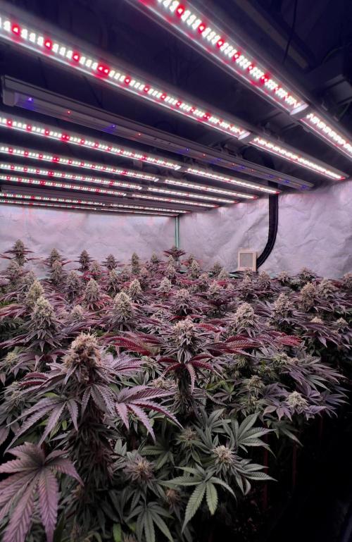 Gorilla Runtz. Week 9