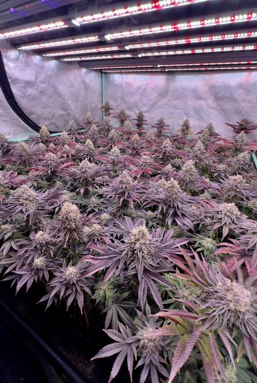 Gorilla Runtz. Week 9