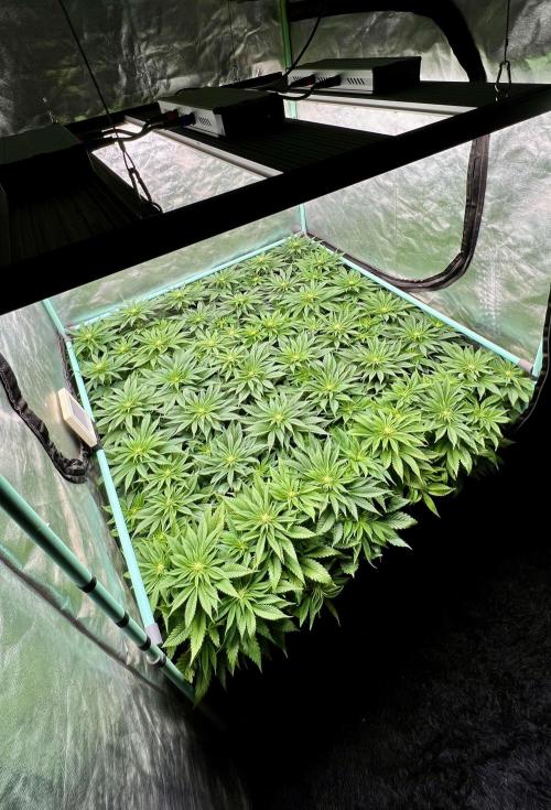 Gold Bar Kush. Week 5