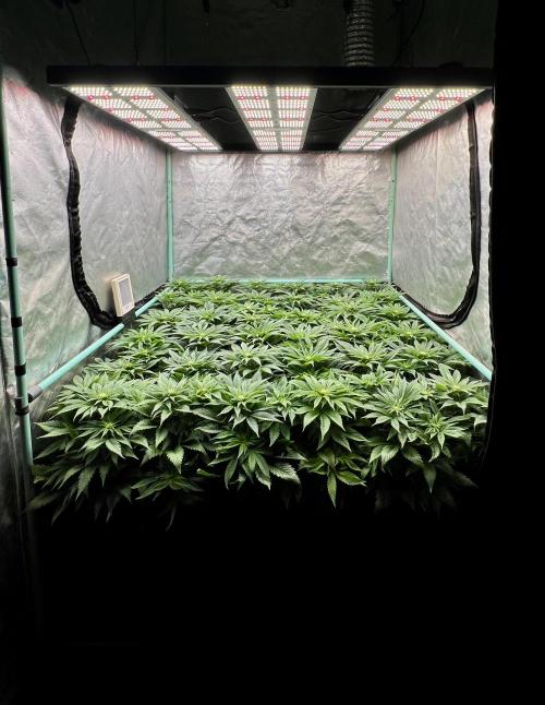 Gold Bar Kush. Week 5