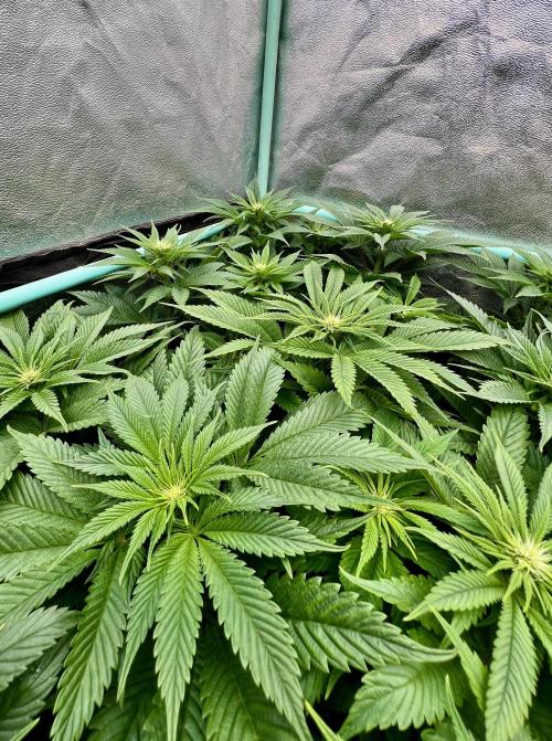 Gold Bar Kush. Week 5