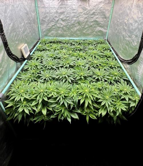 Gold Bar Kush. Week 5
