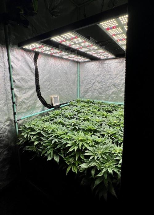 Gold Bar Kush. Week 5