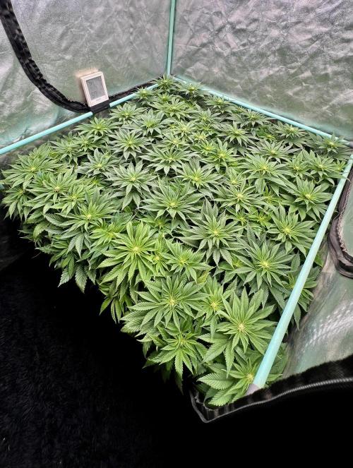 Gold Bar Kush. Week 5