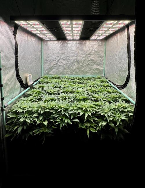 Gold Bar Kush. Week 5
