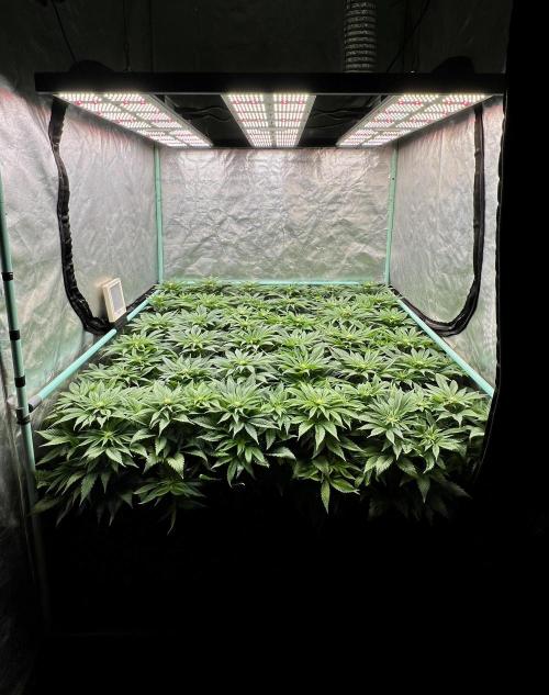 Gold Bar Kush. Week 5