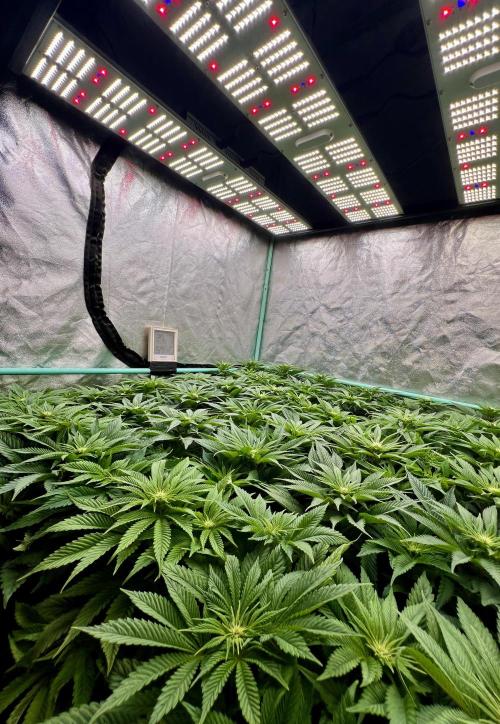 Gold Bar Kush. Week 5