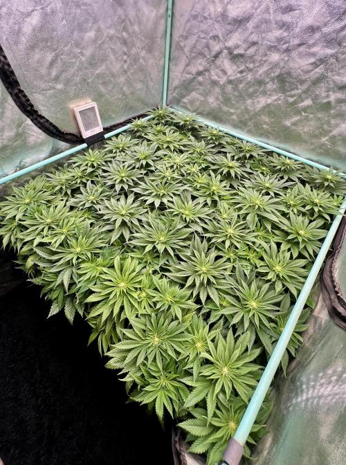 Gold Bar Kush. Week 5