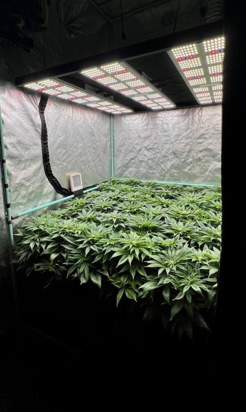 Gold Bar Kush. Week 5