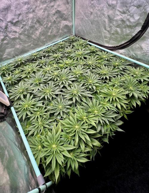 Gold Bar Kush. Week 5