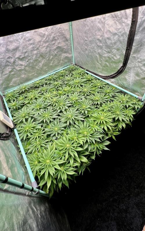 Gold Bar Kush. Week 5