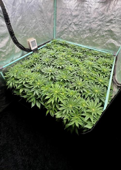 Gold Bar Kush. Week 5