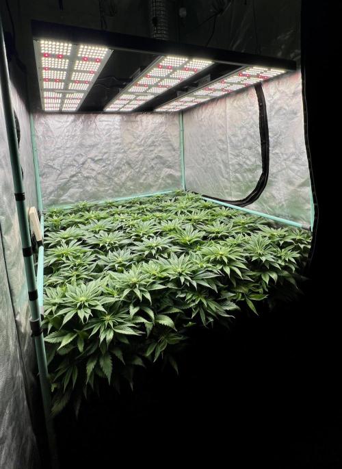 Gold Bar Kush. Week 5
