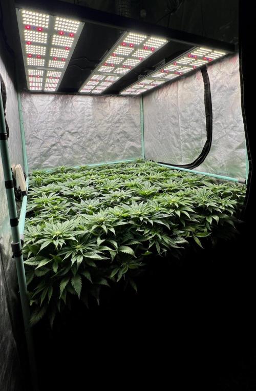 Gold Bar Kush. Week 5