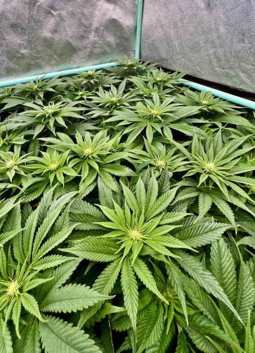Gold Bar Kush. Week 5