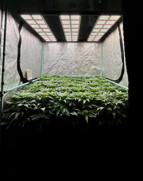 Gold Bar Kush. Week 5