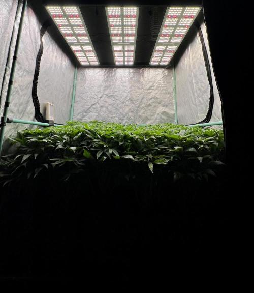 Gold Bar Kush. Week 5