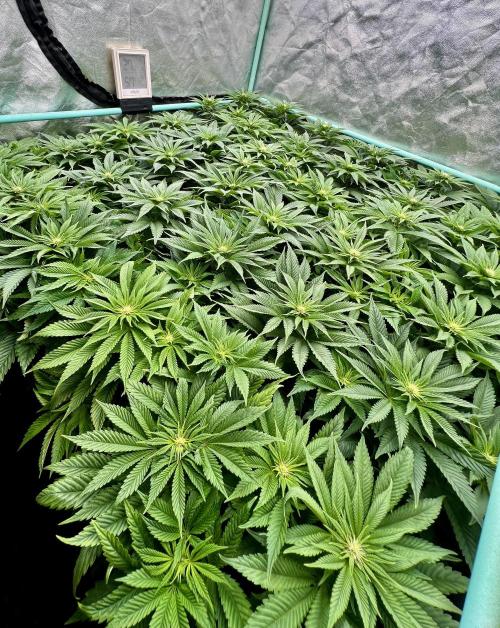 Gold Bar Kush. Week 5
