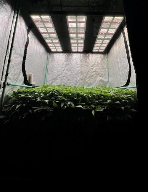 Gold Bar Kush. Week 5