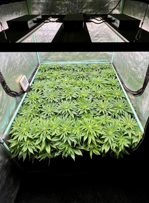 Gold Bar Kush. Week 5