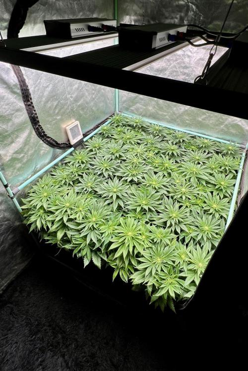 Gold Bar Kush. Week 5