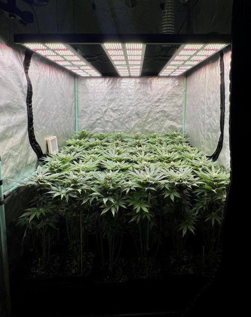 Gold Bar Kush. Week 6