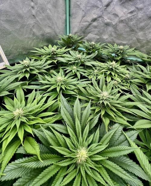 Gold Bar Kush. Week 6
