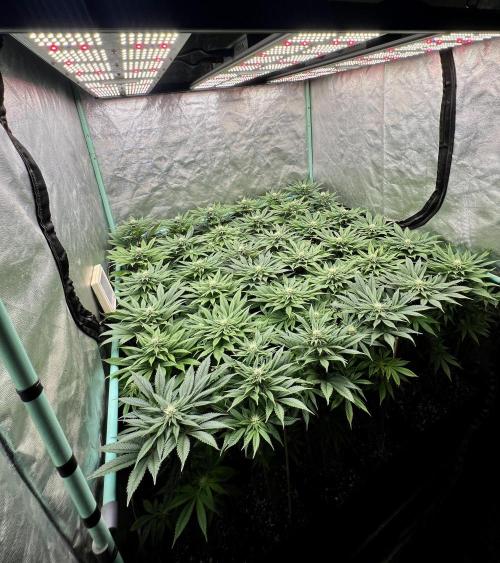 Gold Bar Kush. Week 6
