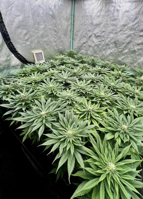 Gold Bar Kush. Week 6