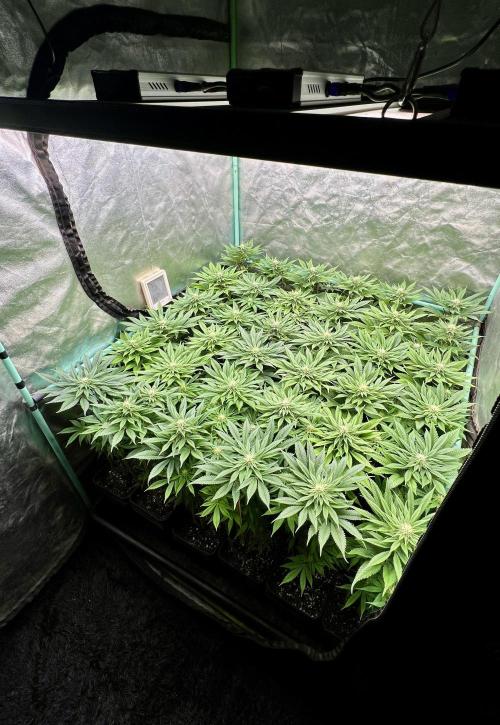 Gold Bar Kush. Week 6