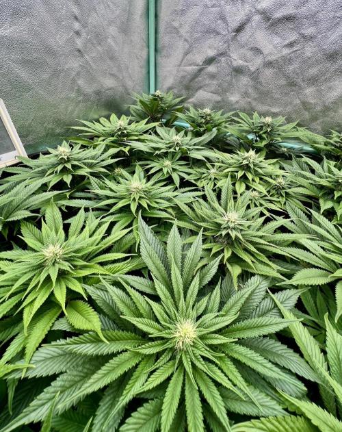 Gold Bar Kush. Week 6