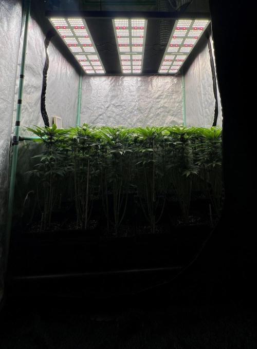 Gold Bar Kush. Week 6