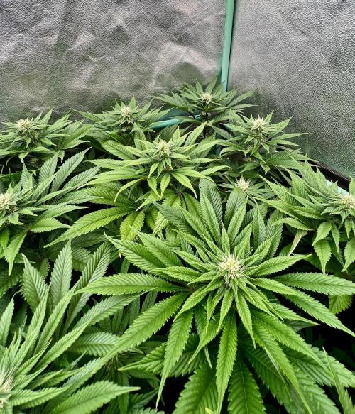 Gold Bar Kush. Week 6