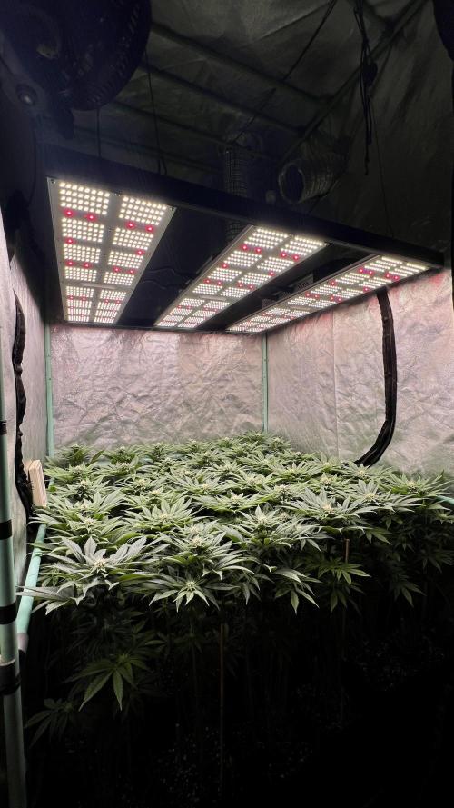 Gold Bar Kush. Week 6