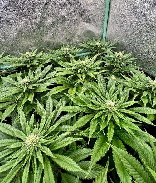 Gold Bar Kush. Week 6