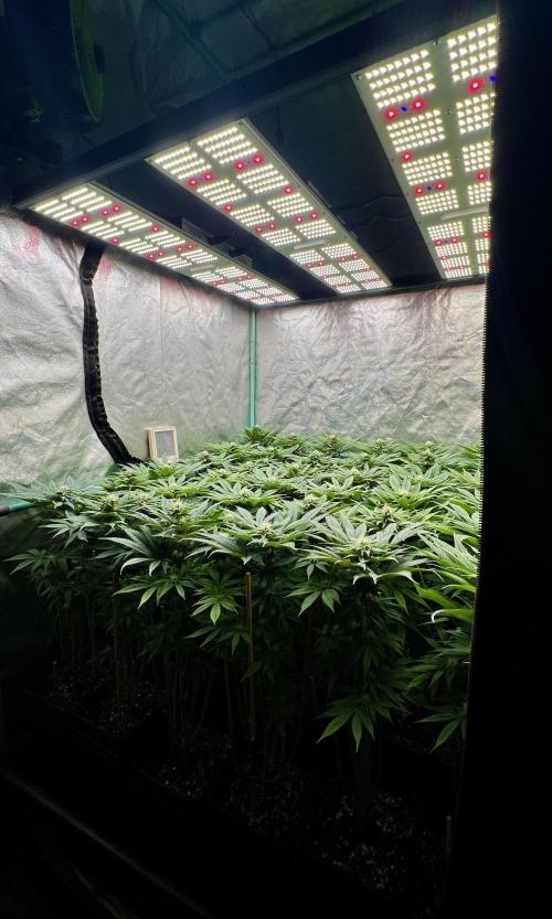 Gold Bar Kush. Week 6