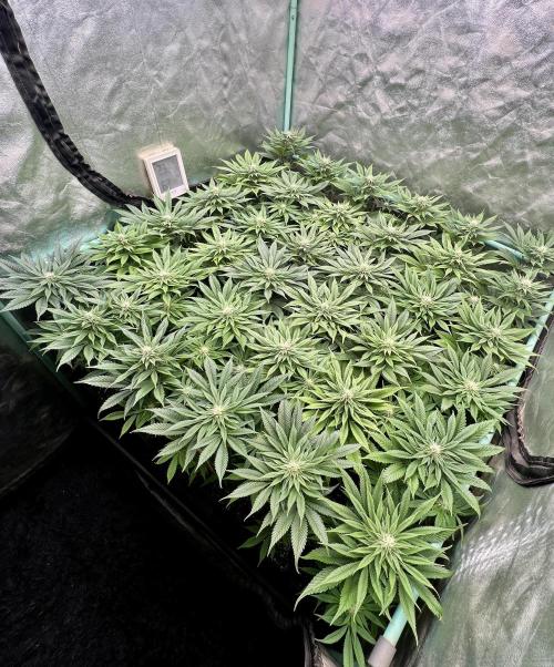 Gold Bar Kush. Week 6