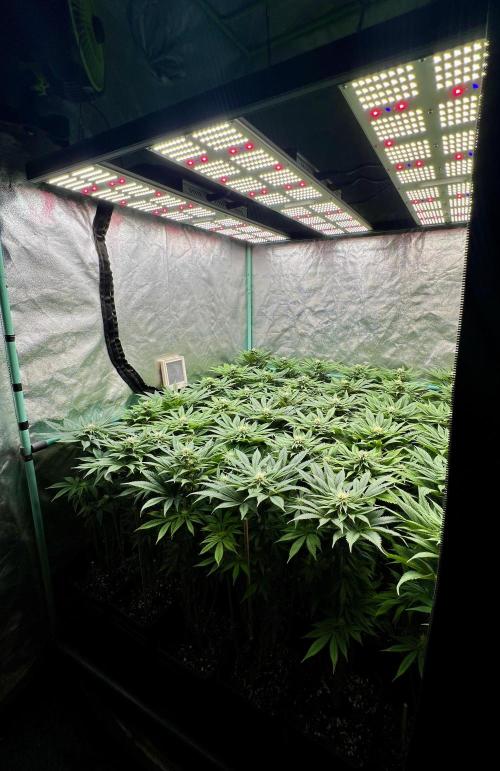 Gold Bar Kush. Week 6