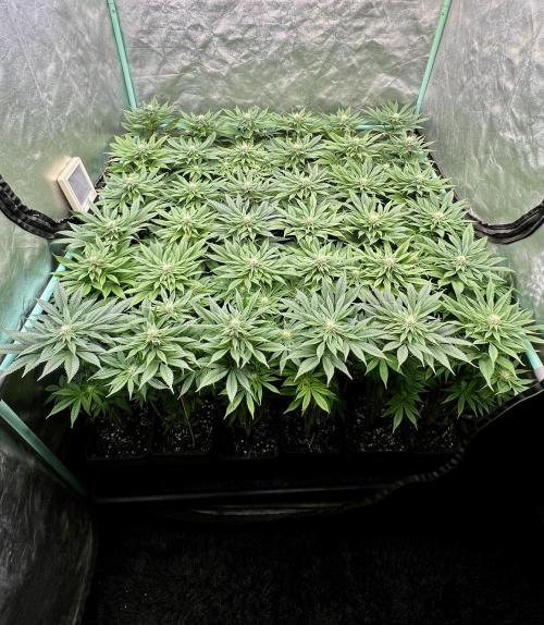 Gold Bar Kush. Week 6