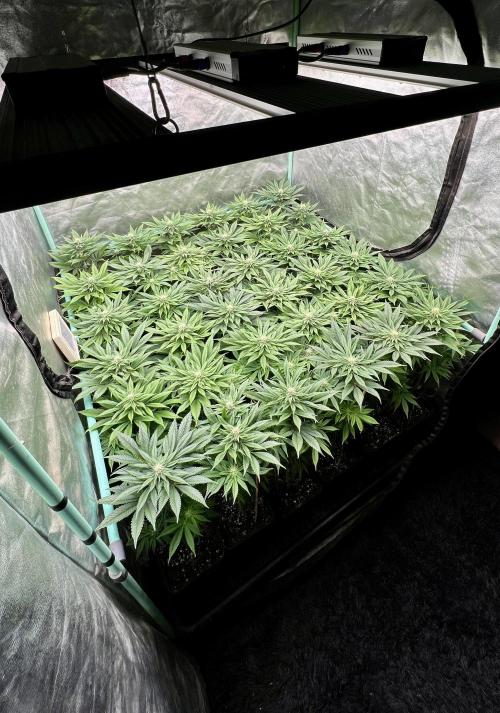 Gold Bar Kush. Week 6