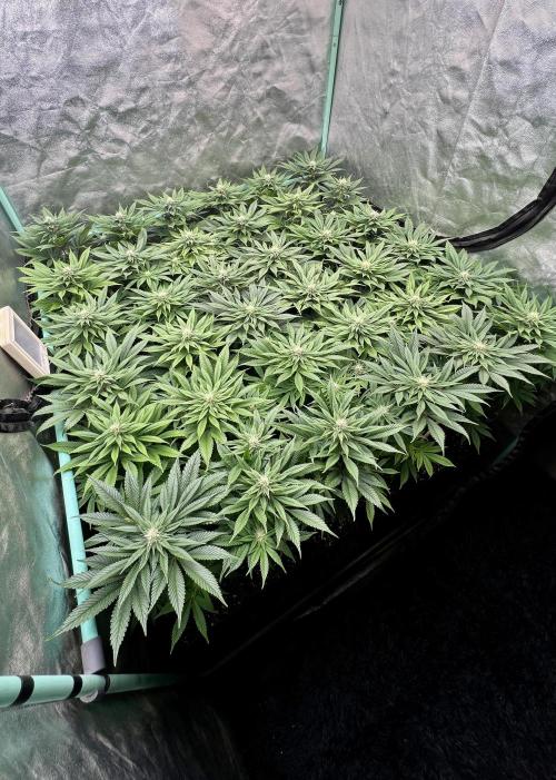 Gold Bar Kush. Week 6